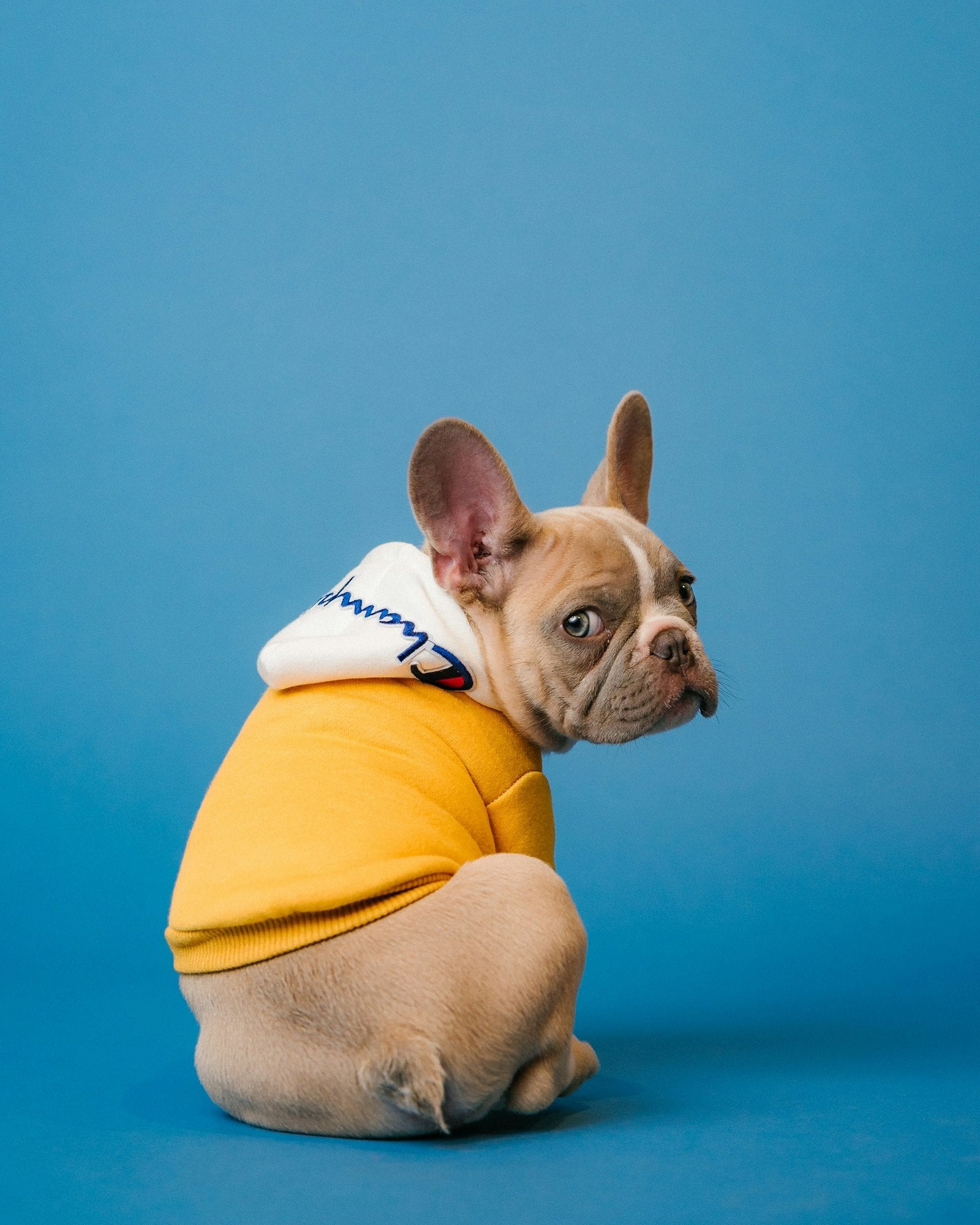 Pets collection — joyful dog with playful expression